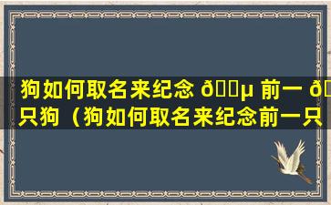 狗如何取名来纪念 🌵 前一 🐛 只狗（狗如何取名来纪念前一只狗的名字）